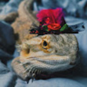 Meet your Posher, Tina